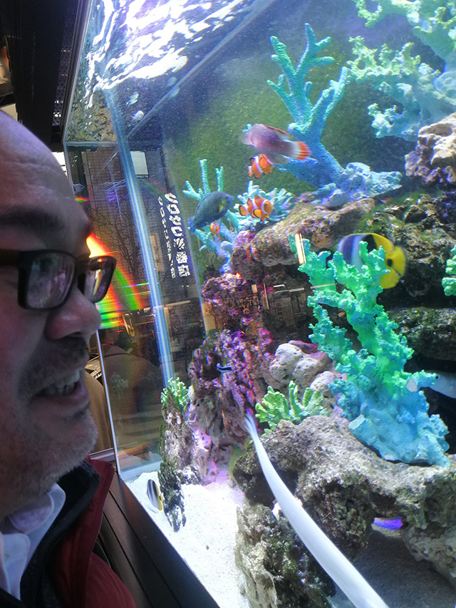 アップリンク渋谷への道中、メガドン・キホーテ渋谷本店店頭の熱帯魚を堪能