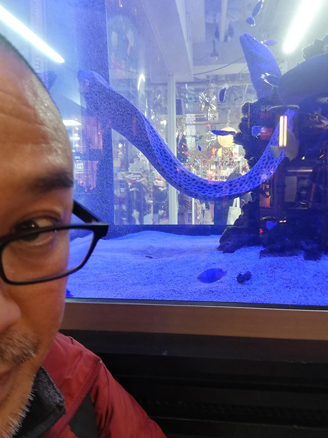 アップリンク渋谷への道中、メガドン・キホーテ渋谷本店店頭の熱帯魚を堪能 | 映画「セブンガール」